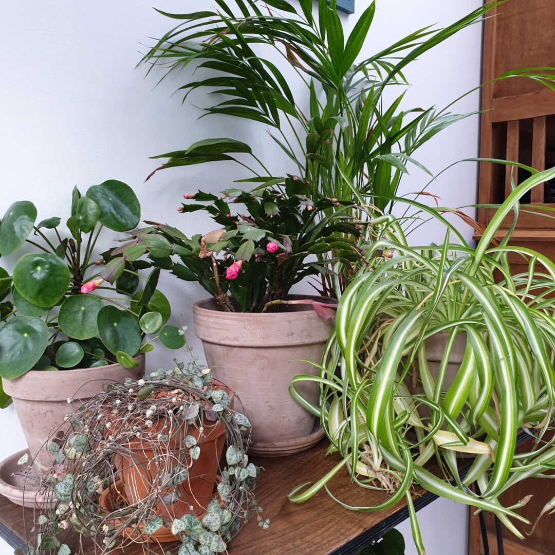Mes 5 Conseils Pour De Belles Plantes D int rieur Wondermomes mes-5-conseils-pour-de-belles-plantes-d-int-rieur-wondermomes